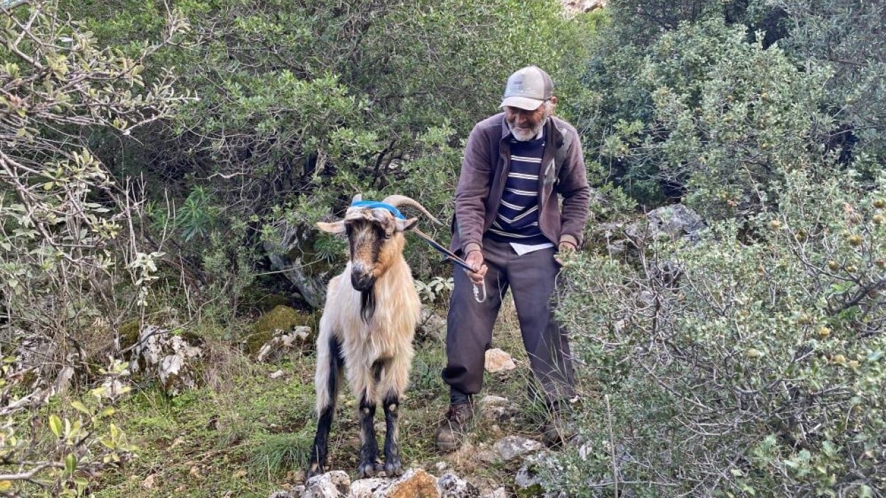 Foto - 3 keçisini kurtlar yemişti! Yaşlı adam, mahsur kaldığı uçurumdan kurtarılan son keçisine böyle kavuştu