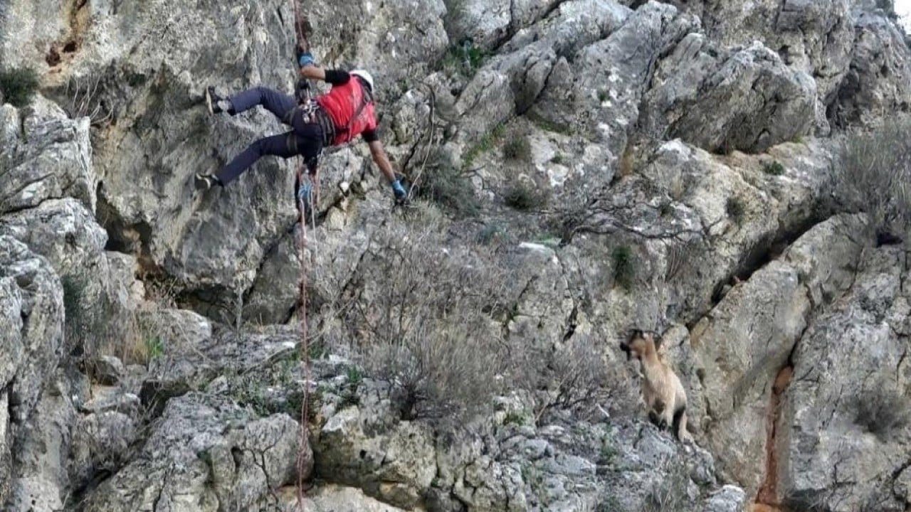 Foto - 3 keçisini kurtlar yemişti! Yaşlı adam, mahsur kaldığı uçurumdan kurtarılan son keçisine böyle kavuştu