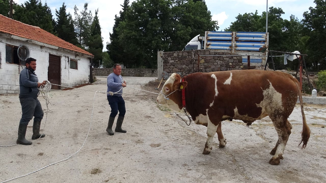 Foto - 3 kişi zor tutuyor! 1 tonluk Paşaköy Efesi görücüye çıktı