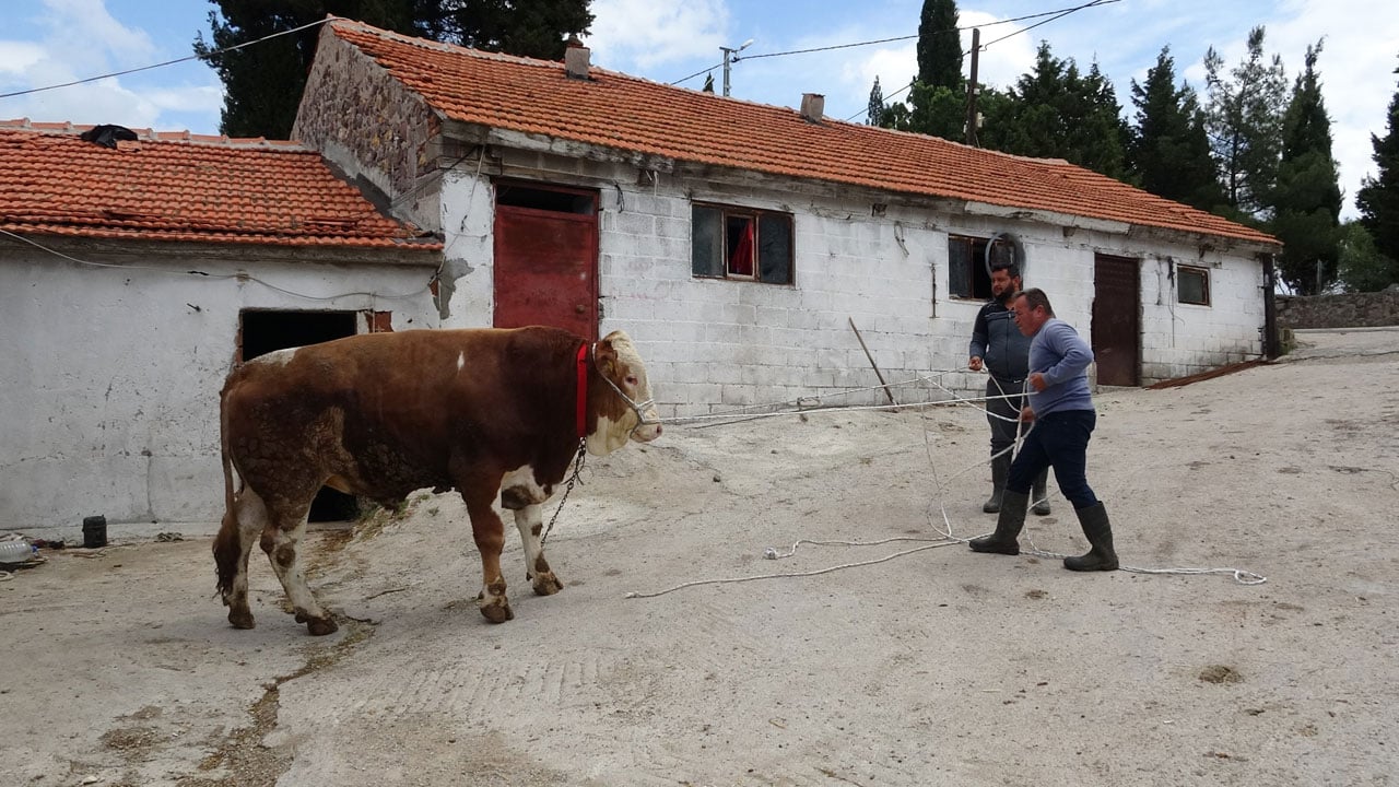 Foto - 3 kişi zor tutuyor! 1 tonluk Paşaköy Efesi görücüye çıktı