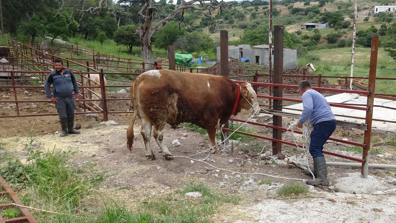 Foto - 3 kişi zor tutuyor! 1 tonluk Paşaköy Efesi görücüye çıktı