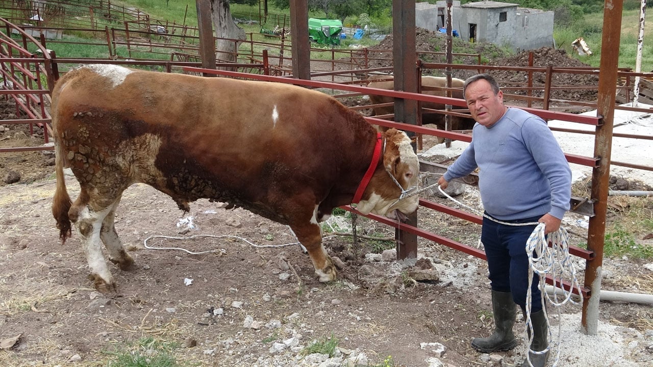 3 kişi zor tutuyor! 1 tonluk Paşaköy Efesi görücüye çıktı