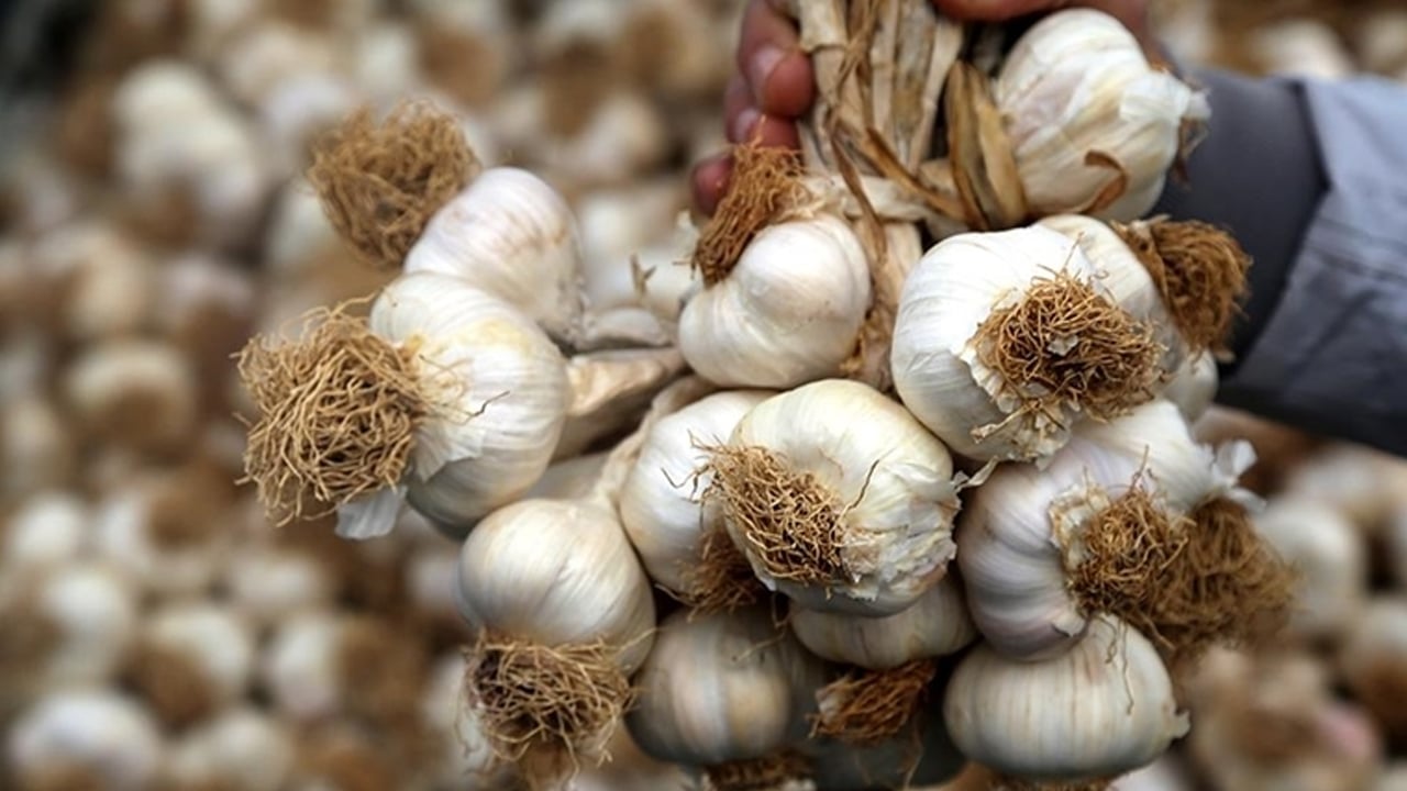 Foto - 30 gün sarımsak yemek! Güçlendirmeye yönelik trendi: yalnızca herkese uygun olmayabilir! Hafife almayın, tepki geldi