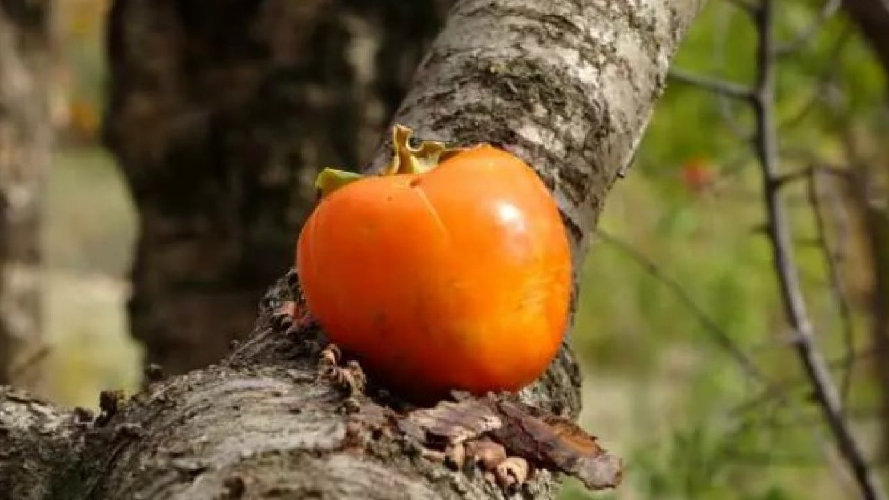 Foto - 30 yıldır ürettiklerini bedava dağıtıyor: 'Hayır duası almak bana yetiyor!'