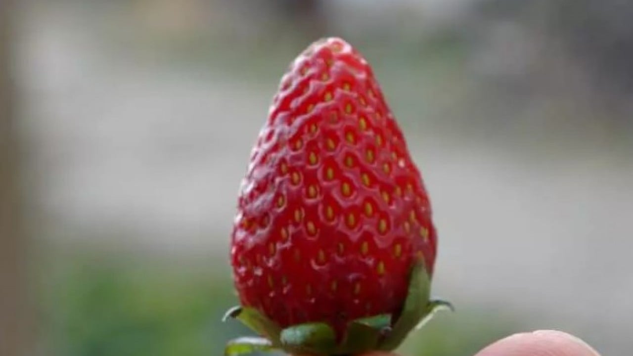Foto - 30 yıldır ürettiklerini bedava dağıtıyor: 'Hayır duası almak bana yetiyor!'