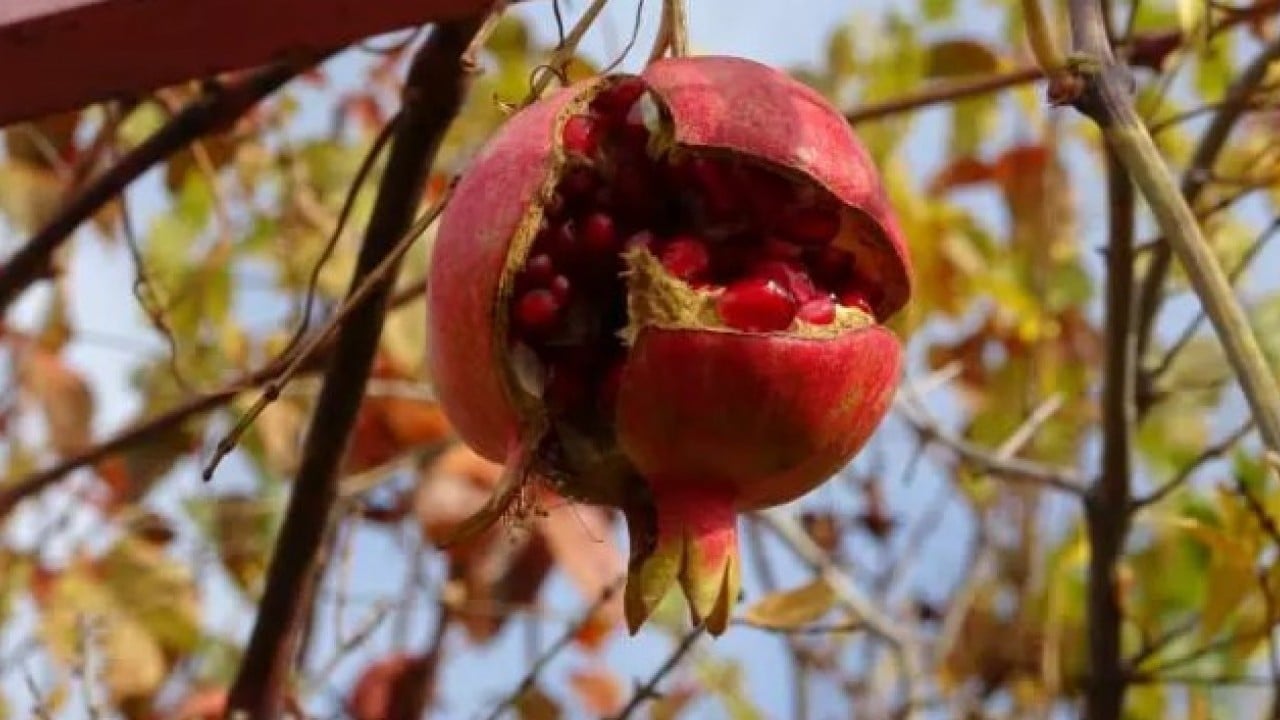 Foto - 30 yıldır ürettiklerini bedava dağıtıyor: 'Hayır duası almak bana yetiyor!'