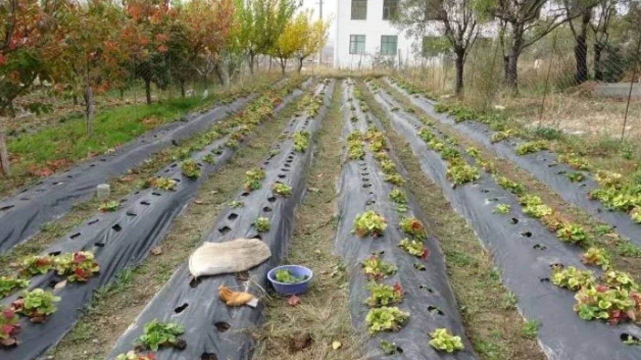 Foto - 30 yıldır ürettiklerini bedava dağıtıyor: 'Hayır duası almak bana yetiyor!'
