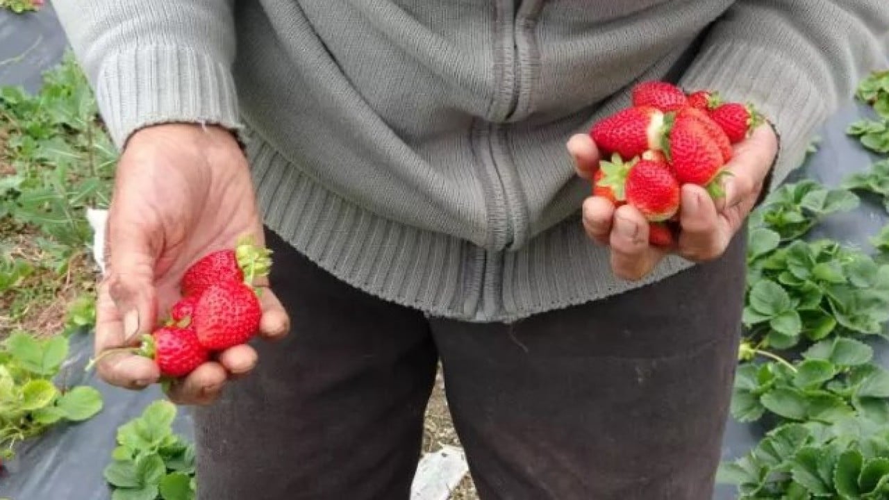 Foto - 30 yıldır ürettiklerini bedava dağıtıyor: 'Hayır duası almak bana yetiyor!'