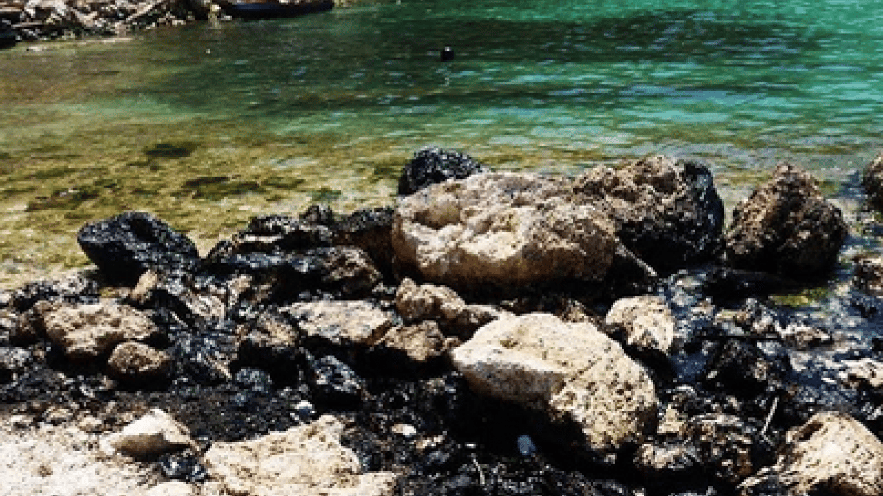 300 yıllık büyük bir yaratık keşfedildi! Dünyanın en büyük ve en yaşlı canlısı! Yeni bir dönem başlıyor 