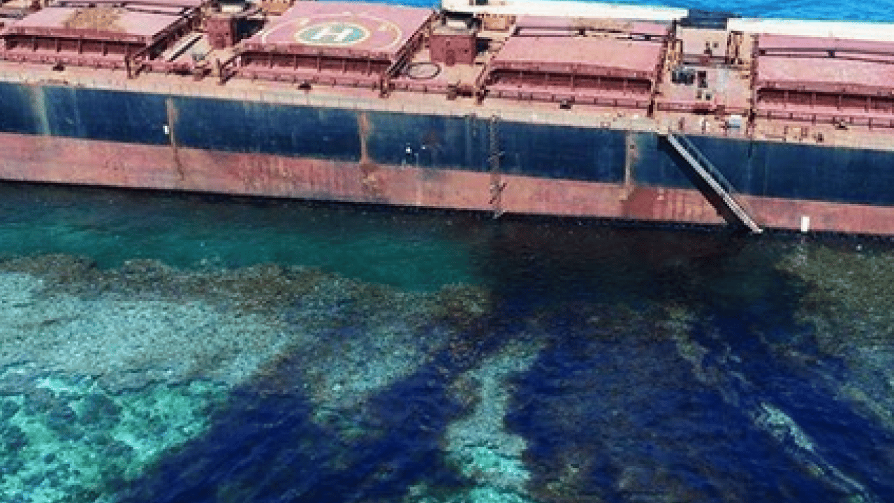 Foto - 300 yıllık büyük bir yaratık keşfedildi! Dünyanın en büyük ve en yaşlı canlısı! Yeni bir dönem başlıyor 