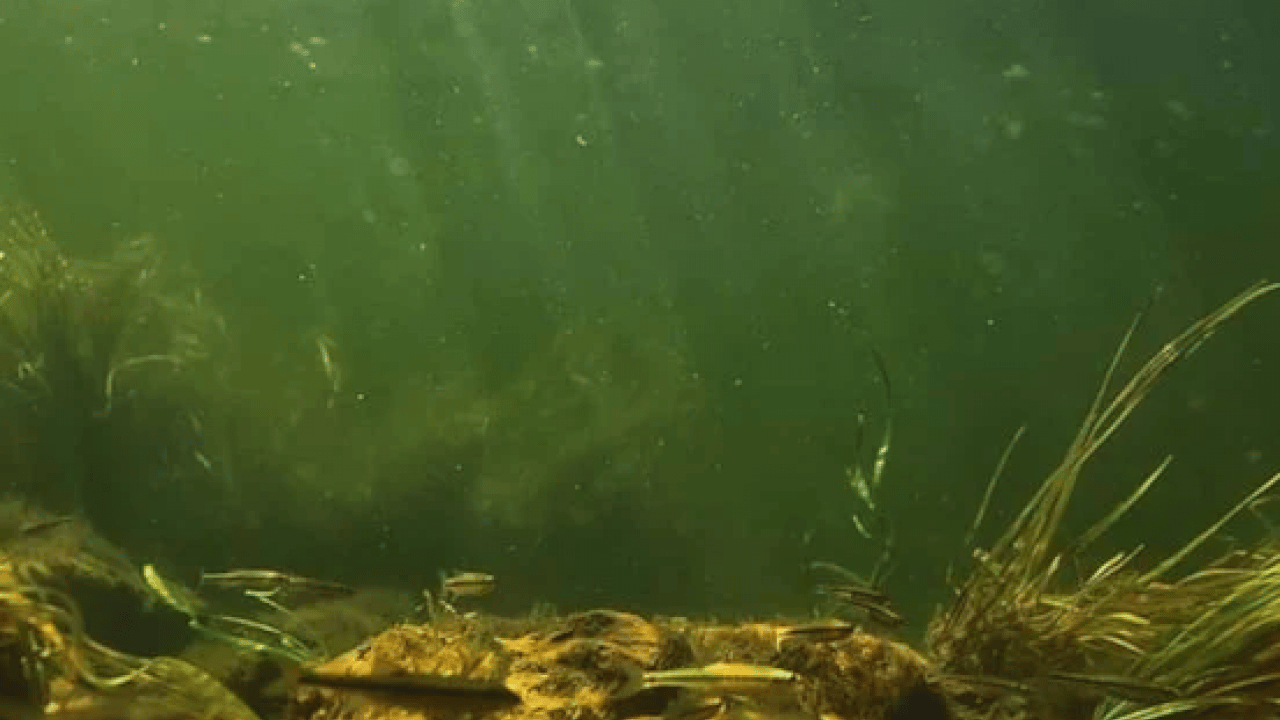 Foto - 300 yıllık büyük bir yaratık keşfedildi! Dünyanın en büyük ve en yaşlı canlısı! Yeni bir dönem başlıyor 