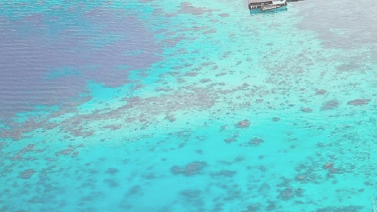 Foto - 300 yıllık büyük bir yaratık keşfedildi! Dünyanın en büyük ve en yaşlı canlısı! Yeni bir dönem başlıyor 