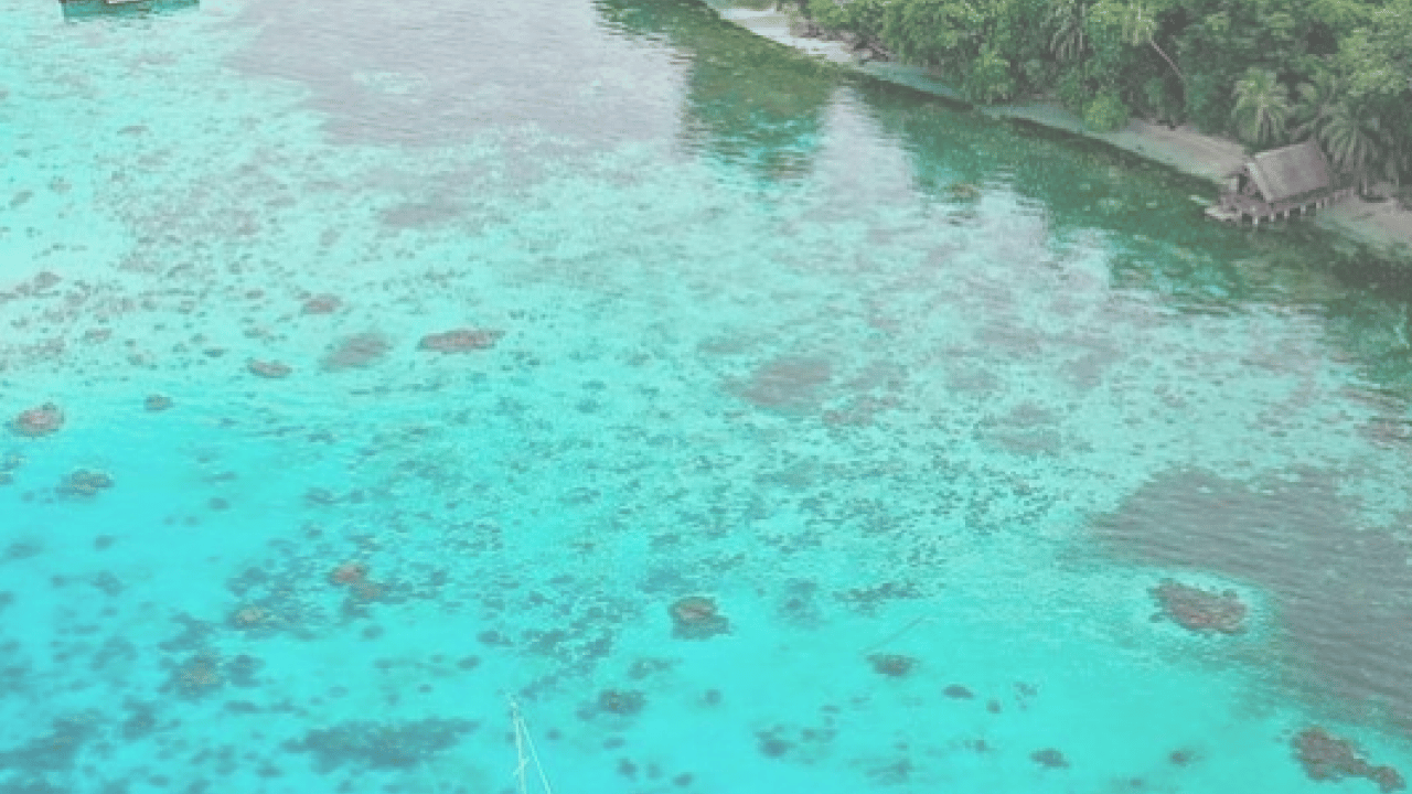 Foto - 300 yıllık büyük bir yaratık keşfedildi! Dünyanın en büyük ve en yaşlı canlısı! Yeni bir dönem başlıyor 