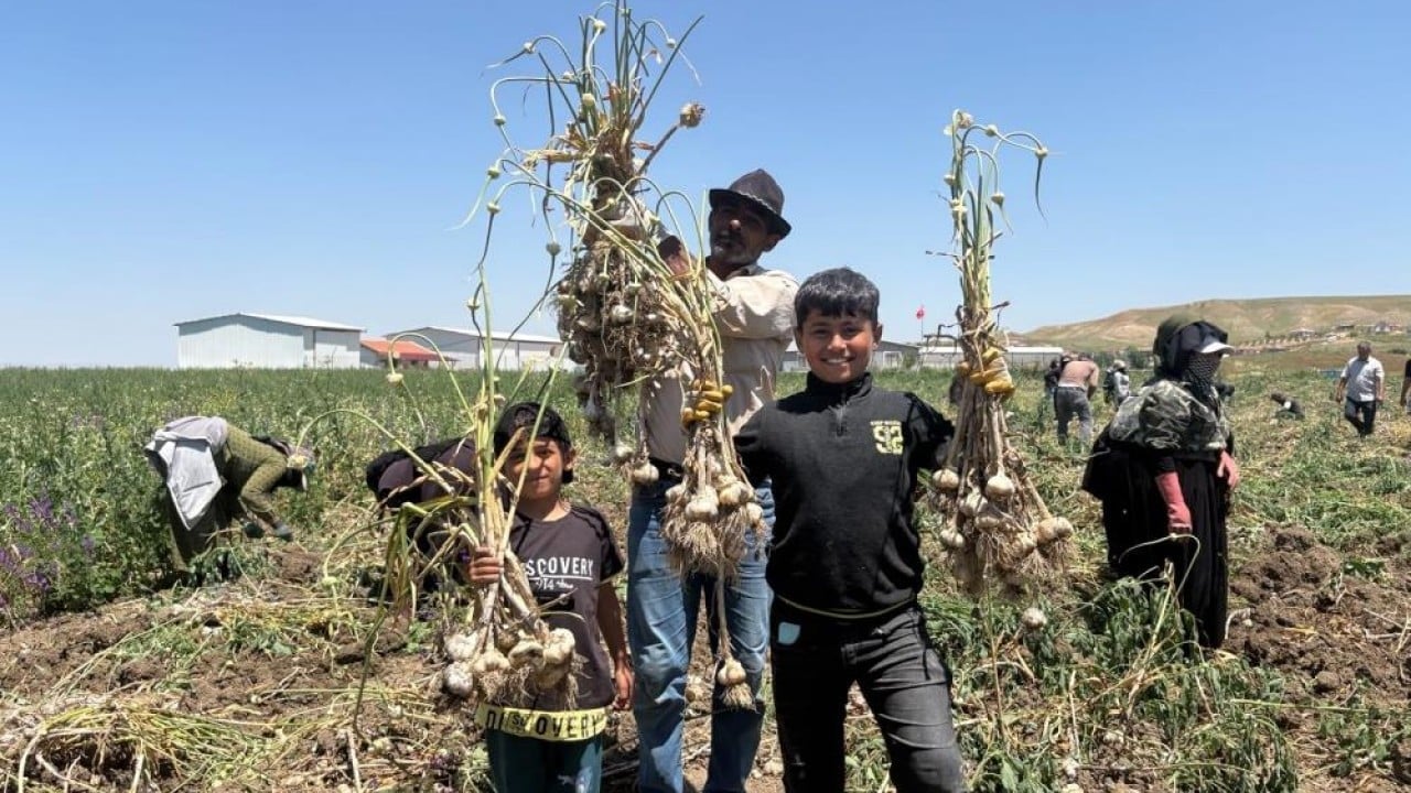 350 tonla hızlı giriş yaptı Sarımsakta 'ben de varım' dedi