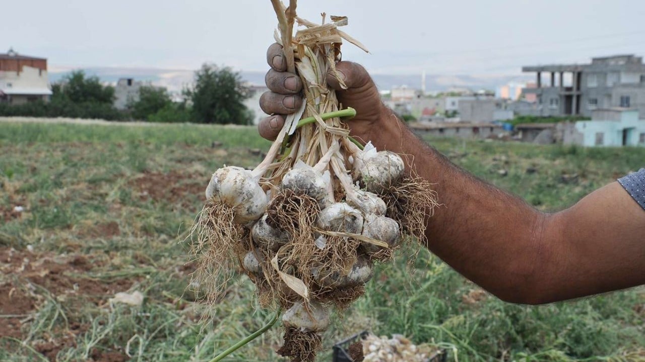 Foto - 350 tonla hızlı giriş yaptı Sarımsakta 'ben de varım' dedi