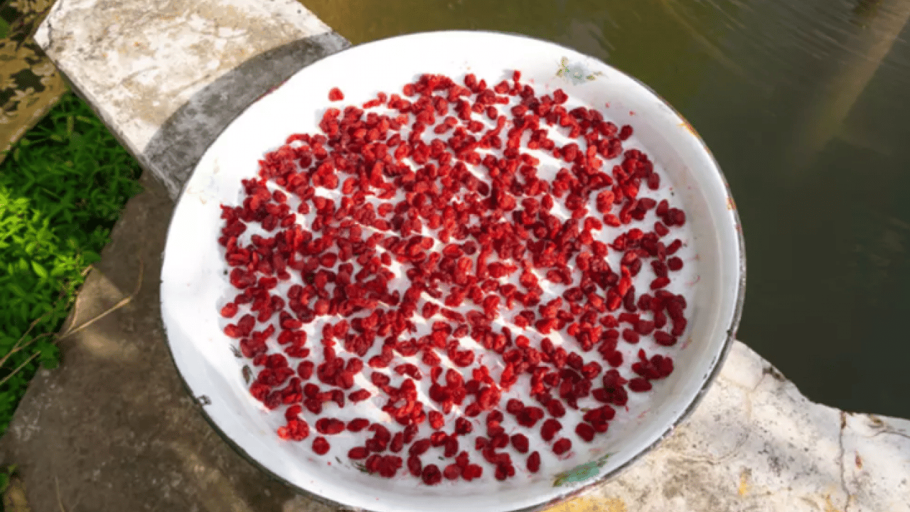 Foto - 4 bin 500 yıllık kurutulmuş meyve bulundu! 77 yıl sonra ortaya çıktı!