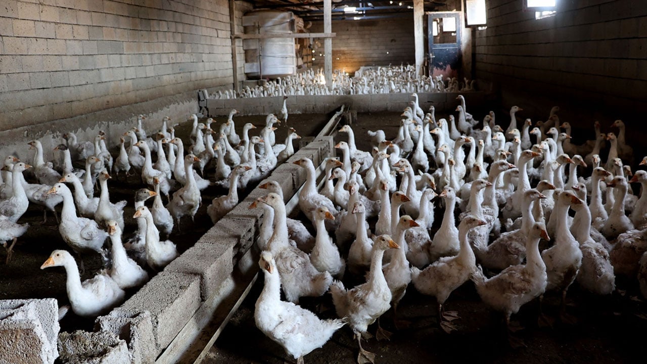 Foto - 4 tane ile başladı şimdi çiftliği var