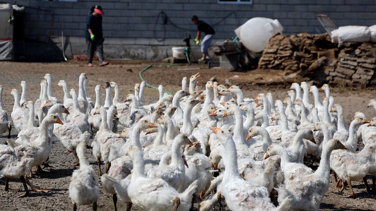 Foto - 4 tane ile başladı şimdi çiftliği var