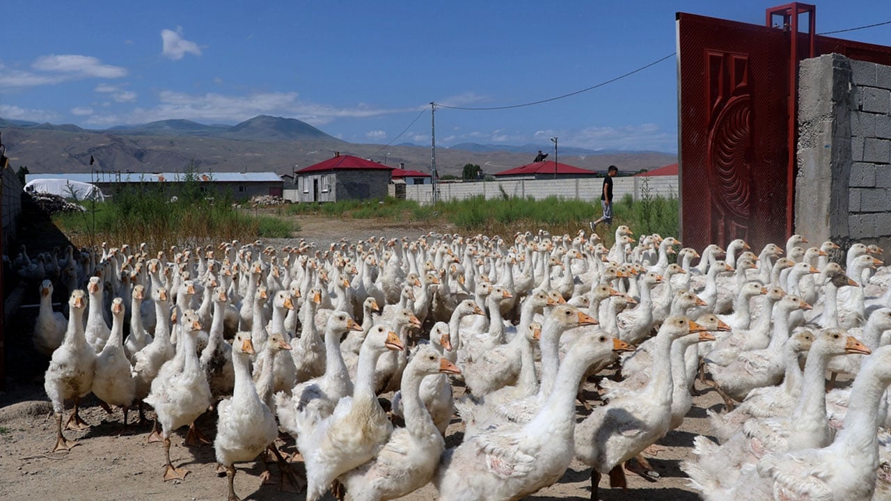 Foto - 4 tane ile başladı şimdi çiftliği var