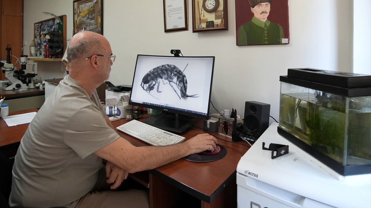 Foto - 4 yeni tür daha keşfedildi Anadolu Yangıç kaynıyor