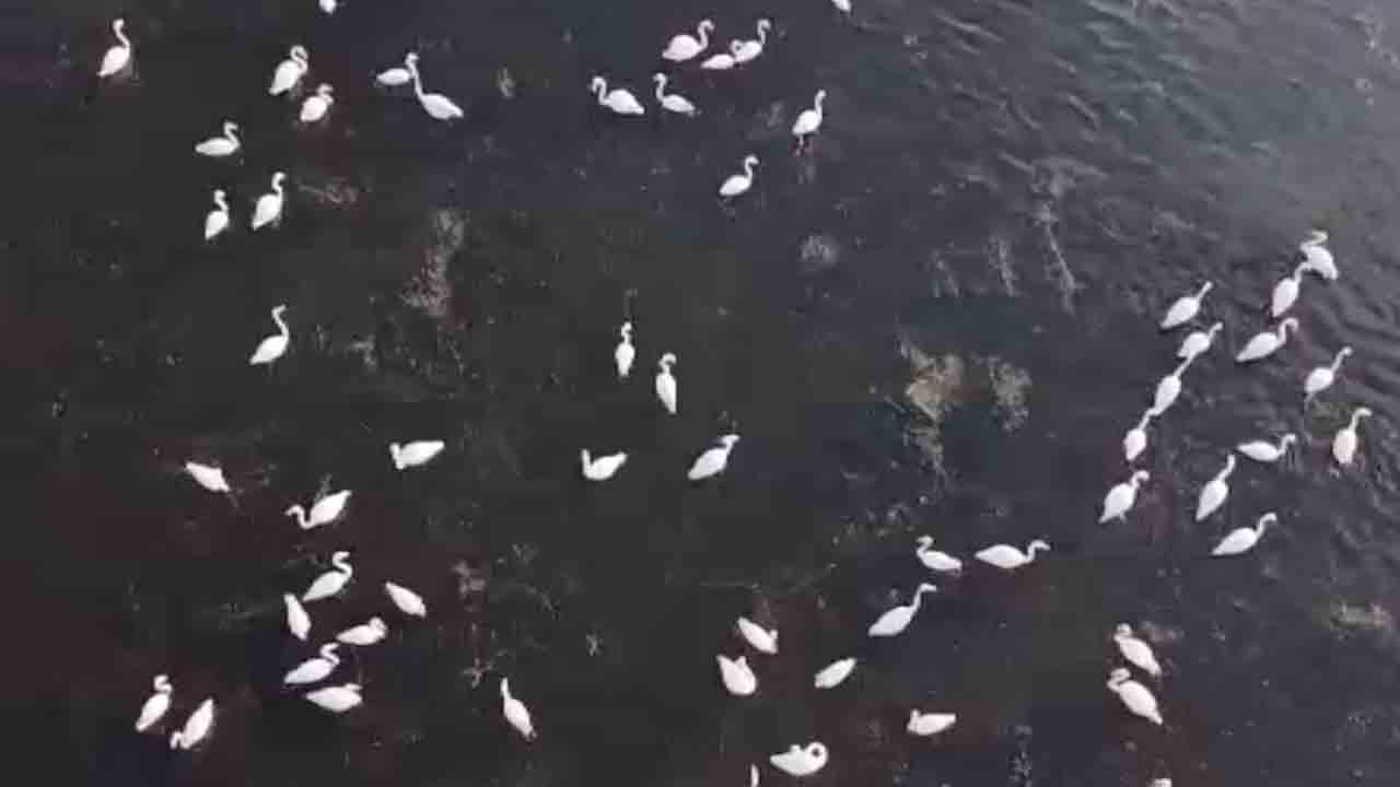 Foto - 4 yıl öncesinde çöle dönmüştü: Marmara Gölü’nün şimdiki hali mest etti