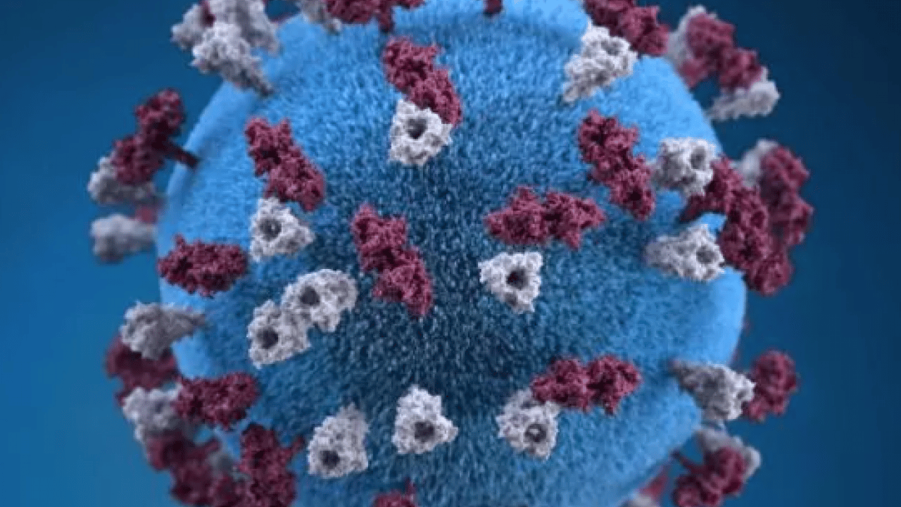 40 yıl sonra ilk kez: 2 Avrupa ülkesinde görüldü!