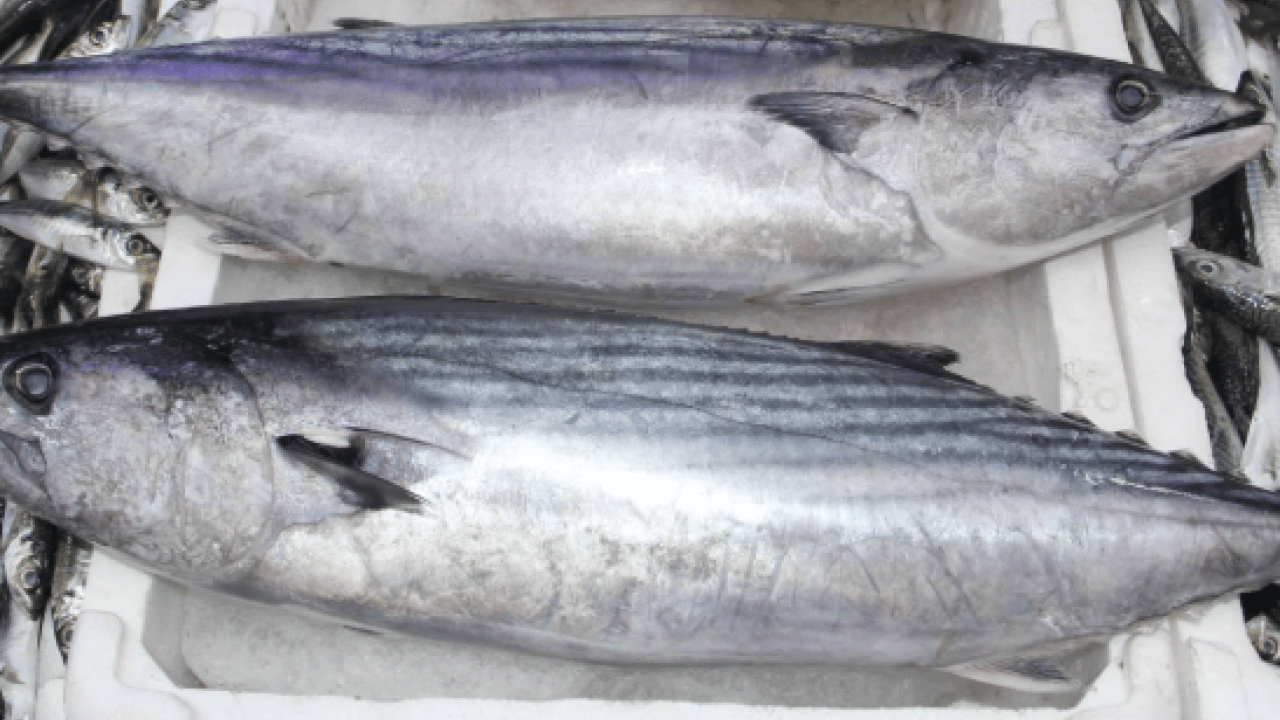 Foto - 40 yıl sonra raflara döndü: Fiyatlar yarı yarıya düştü!