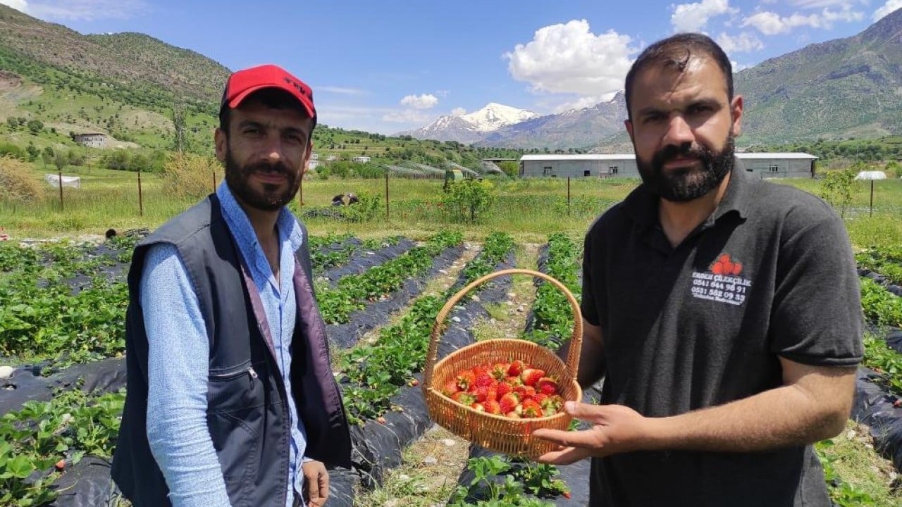 400 ailenin geçim kaynağı Deneme amaçlı dikildi hasadı yapıldı