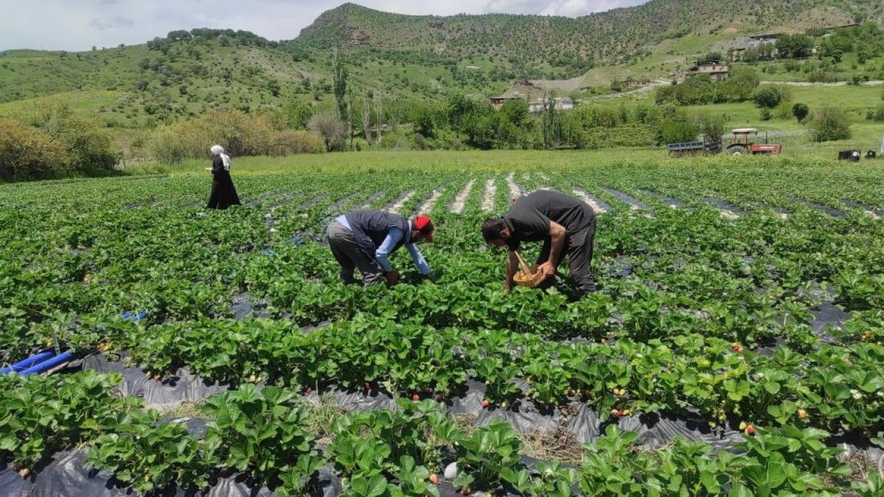 Foto - 400 ailenin geçim kaynağı Deneme amaçlı dikildi hasadı yapıldı