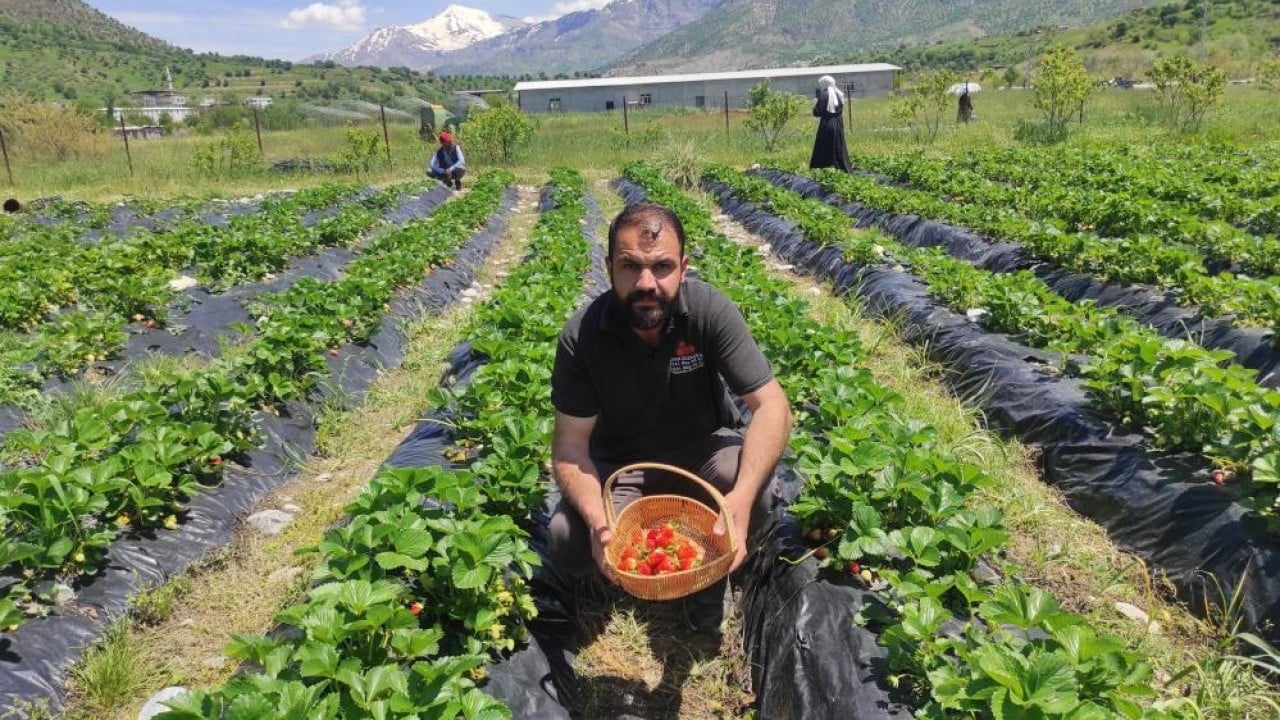 Foto - 400 ailenin geçim kaynağı Deneme amaçlı dikildi hasadı yapıldı