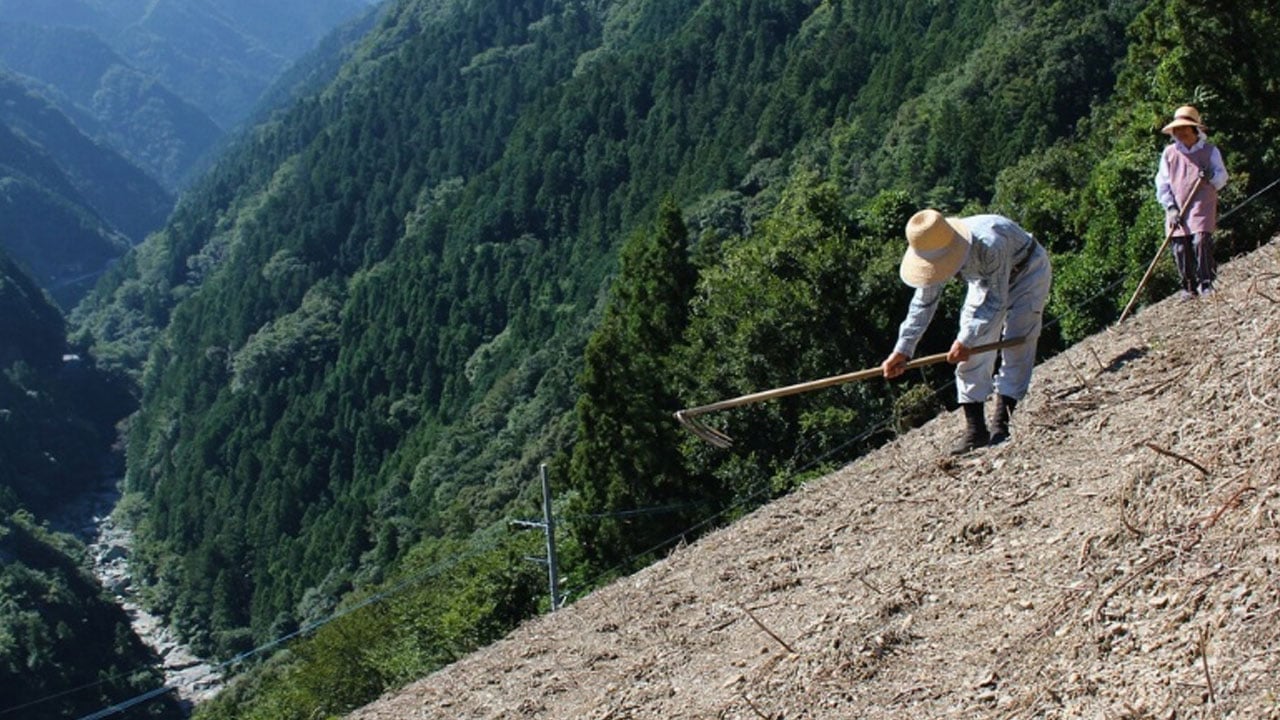 Foto - 400 yıldır hiç değişmedi! 40 derece eğimli yamaçlara yine tonlarca ot seriyorlar