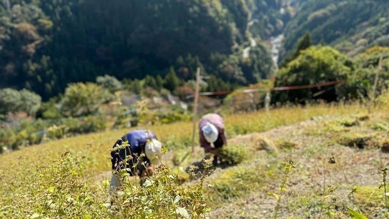 Foto - 400 yıldır hiç değişmedi! 40 derece eğimli yamaçlara yine tonlarca ot seriyorlar