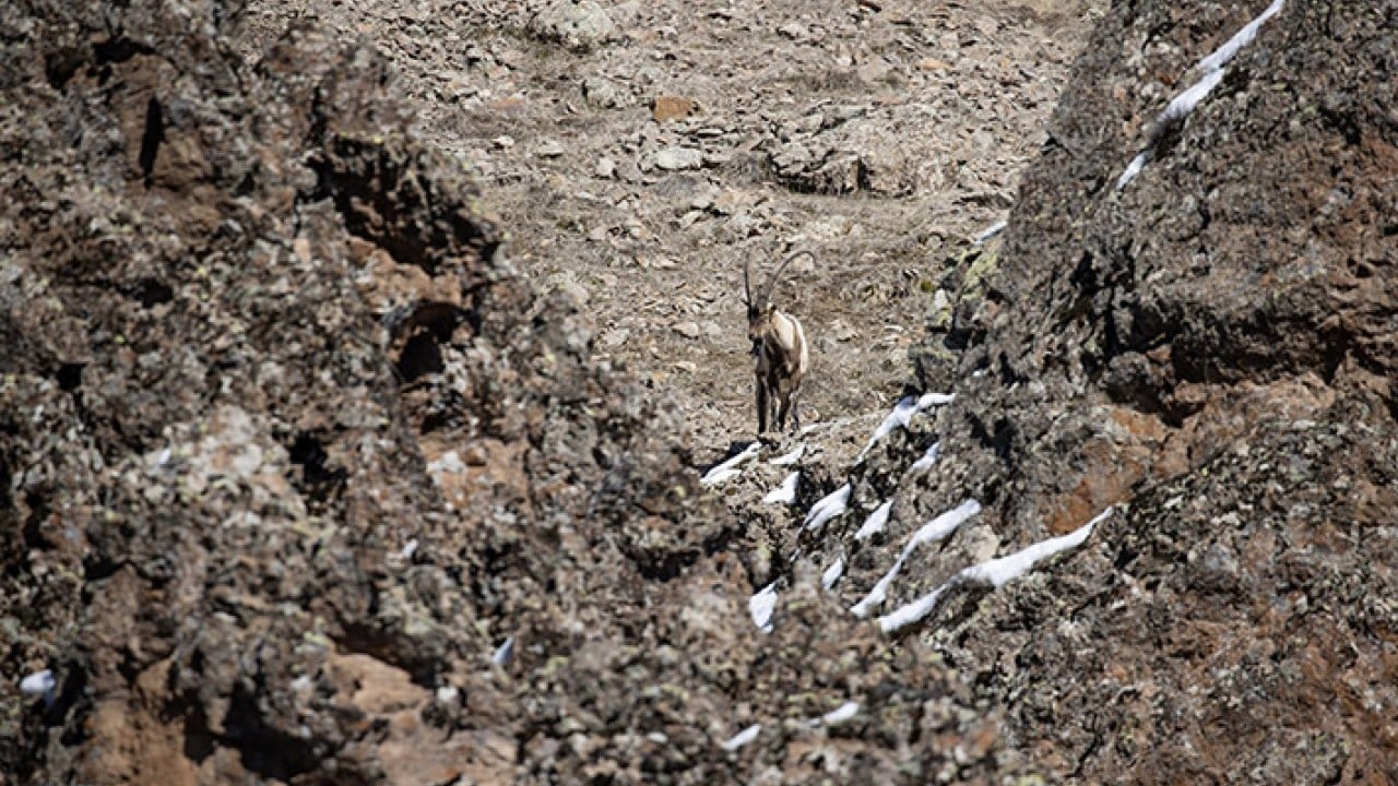 Foto - 42 bin hektarlık Milli Park Munzur vadisinde yaban yaşamı koruma altında