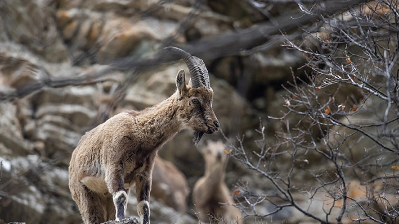 Foto - 42 bin hektarlık Milli Park Munzur vadisinde yaban yaşamı koruma altında