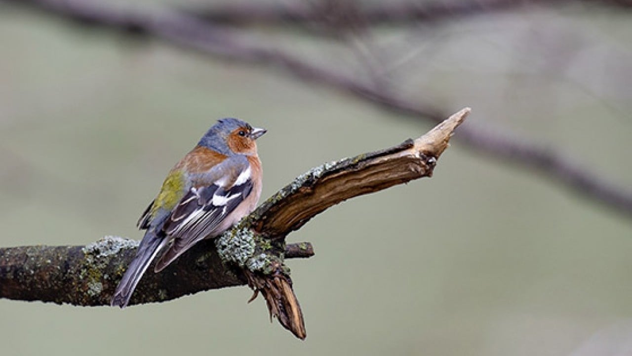 Foto - 42 bin hektarlık Milli Park Munzur vadisinde yaban yaşamı koruma altında