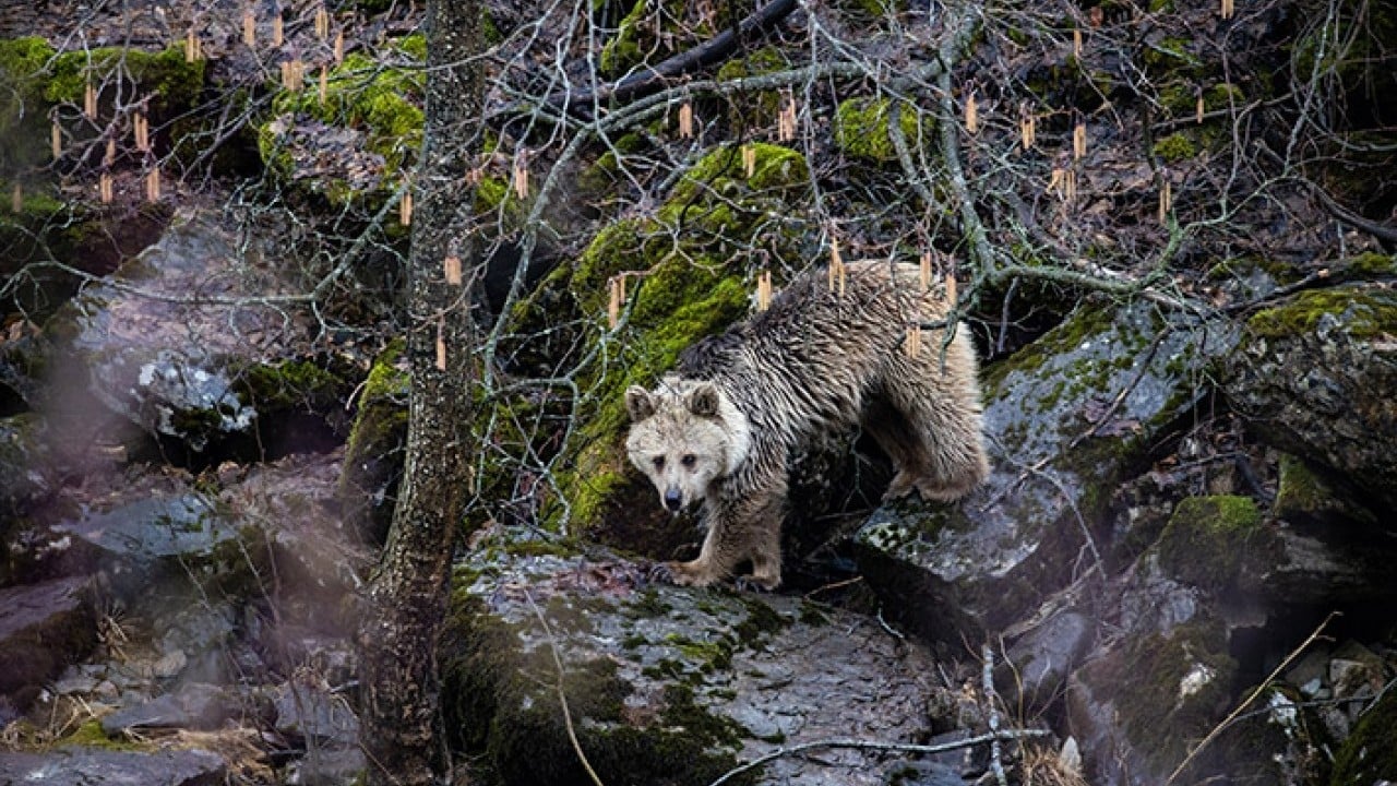 Foto - 42 bin hektarlık Milli Park Munzur vadisinde yaban yaşamı koruma altında