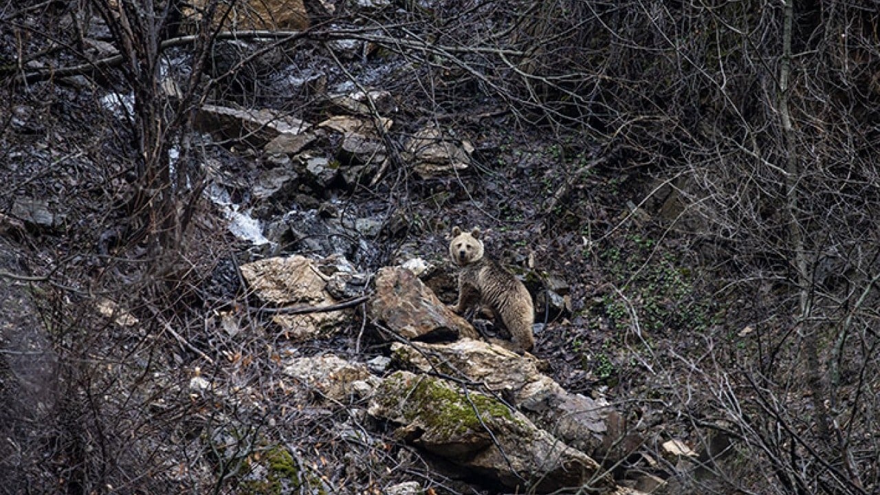 Foto - 42 bin hektarlık Milli Park Munzur vadisinde yaban yaşamı koruma altında