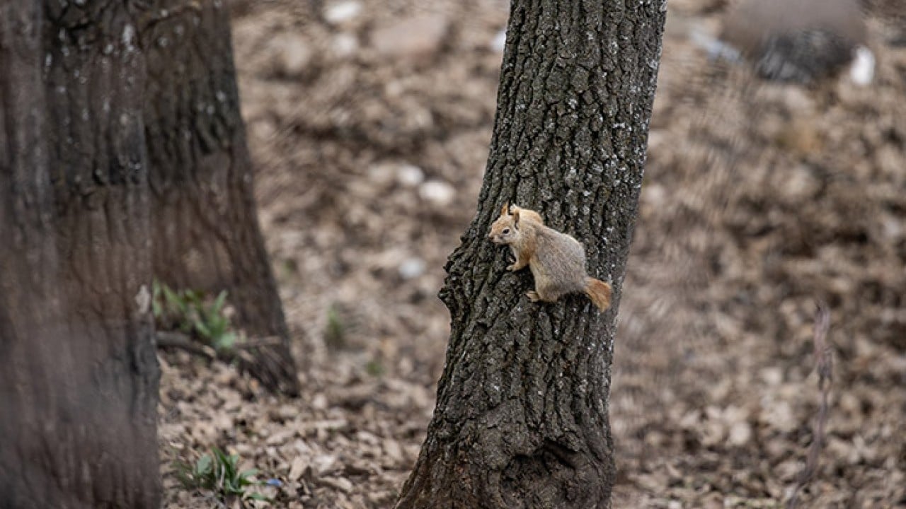 Foto - 42 bin hektarlık Milli Park Munzur vadisinde yaban yaşamı koruma altında