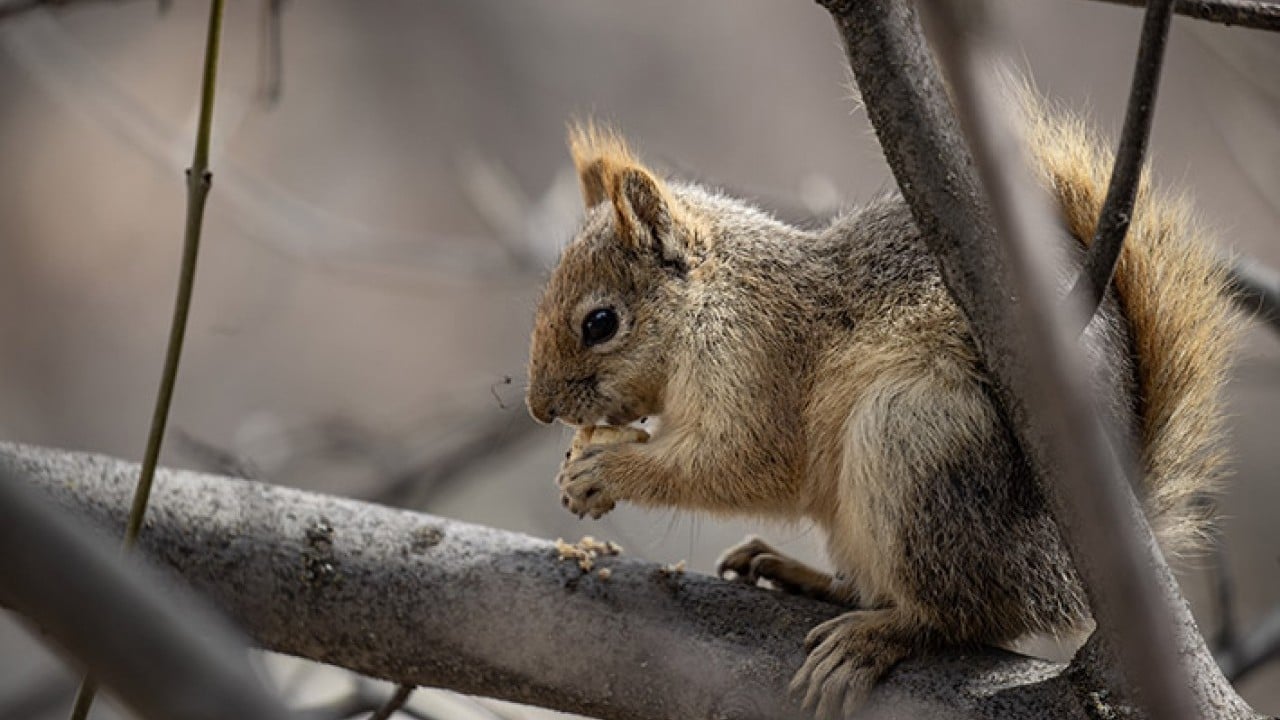 Foto - 42 bin hektarlık Milli Park Munzur vadisinde yaban yaşamı koruma altında