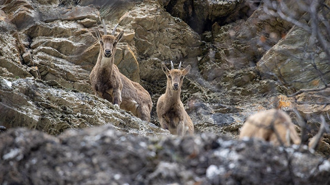 42 bin hektarlık Milli Park Munzur vadisinde yaban yaşamı koruma altında