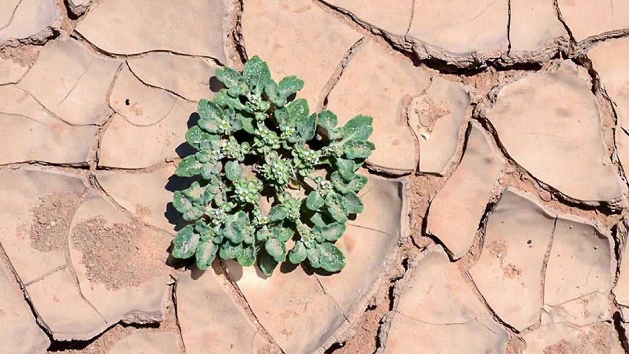 49°C sıcaklıkta bile yaşayan bu bitki tarımda her şeyi değiştirebilir