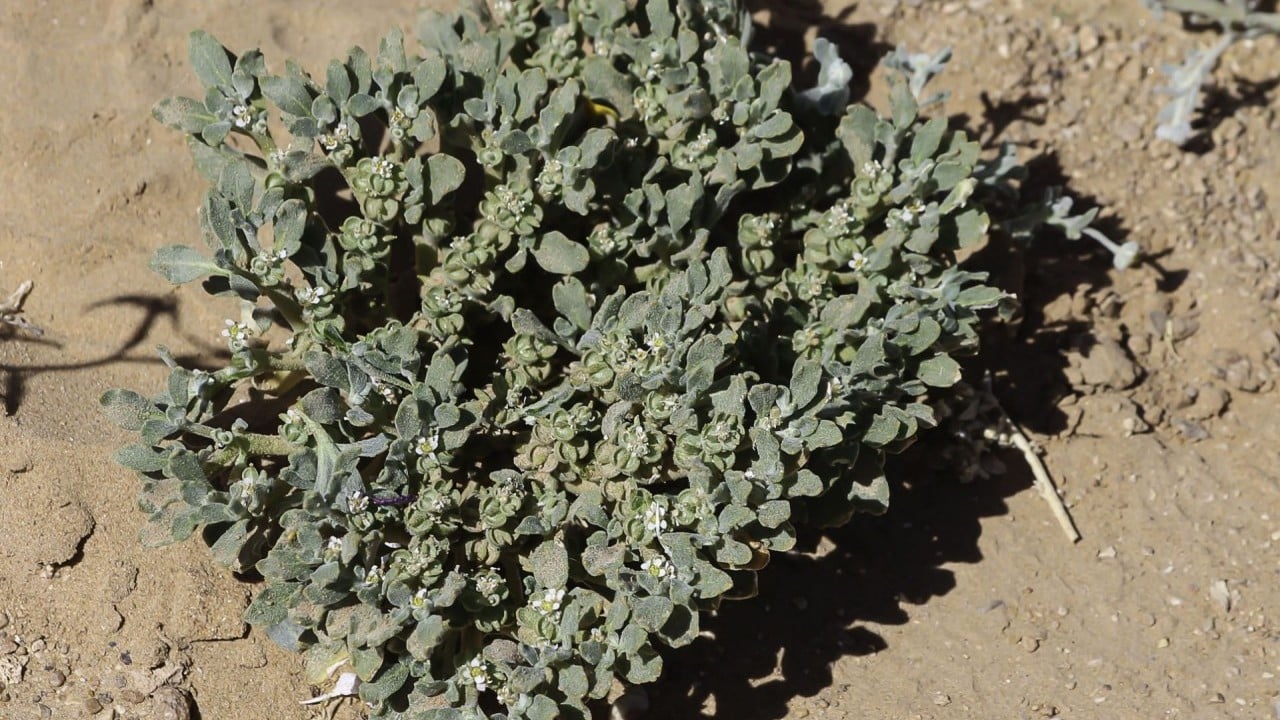 Foto - 49°C sıcaklıkta bile yaşayan bu bitki tarımda her şeyi değiştirebilir