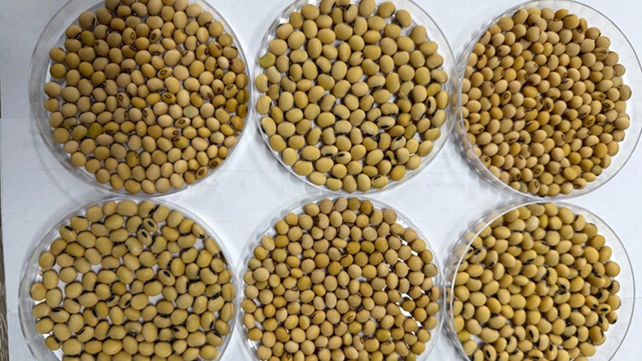 Foto - 5 Çeşit yerli soya tohumu üretildi