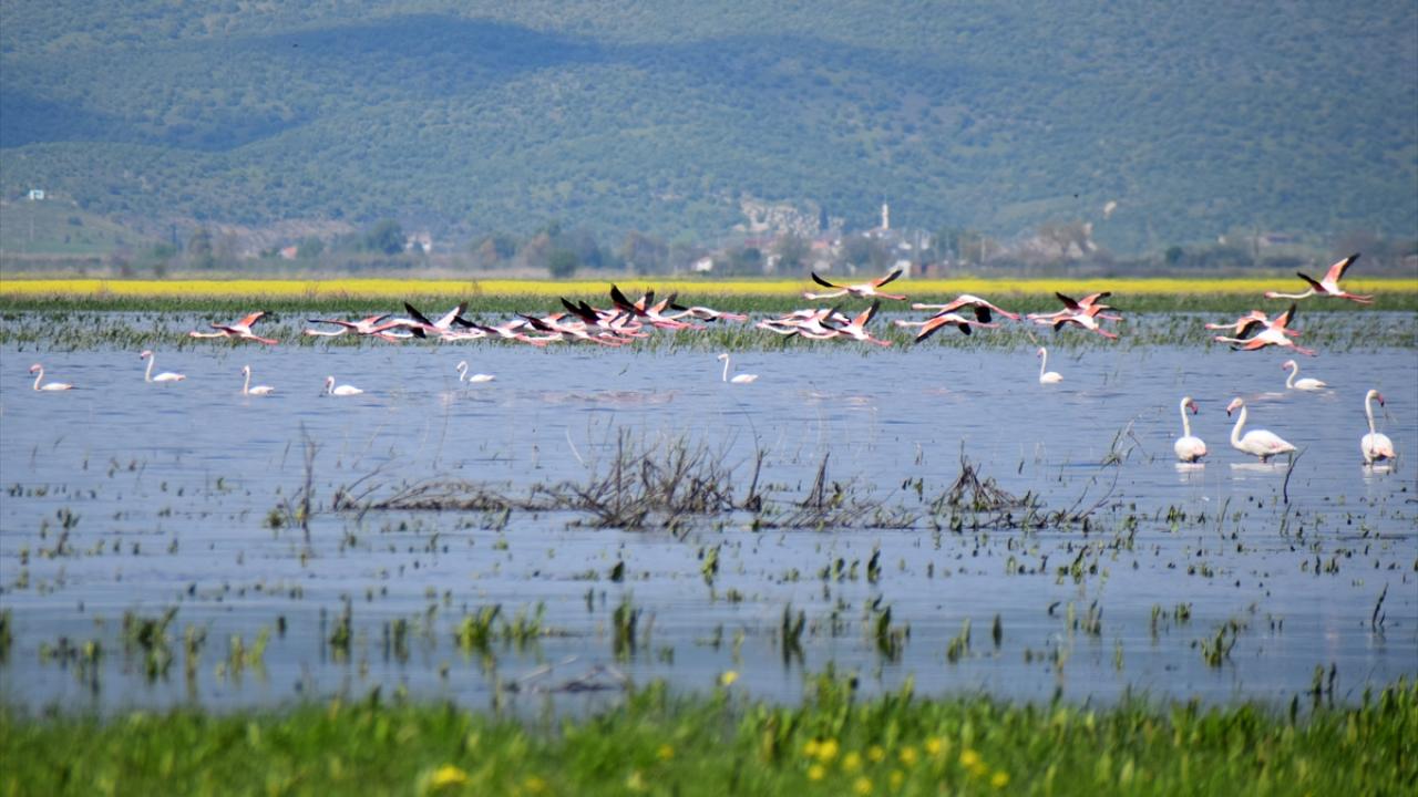 Foto - 5 yıl önce kurumuştu! Yıllar sonra yeniden göçmen kuşları ağırladı