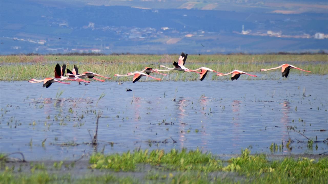 Foto - 5 yıl önce kurumuştu! Yıllar sonra yeniden göçmen kuşları ağırladı