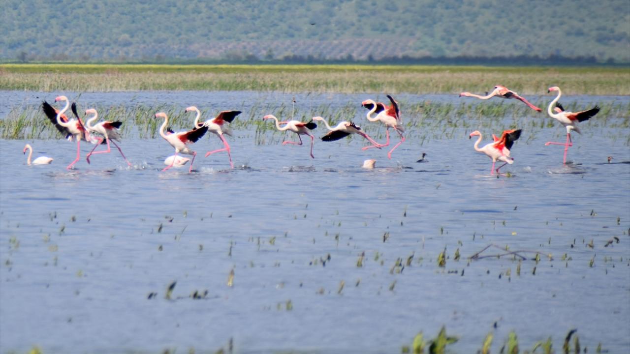 Foto - 5 yıl önce kurumuştu! Yıllar sonra yeniden göçmen kuşları ağırladı