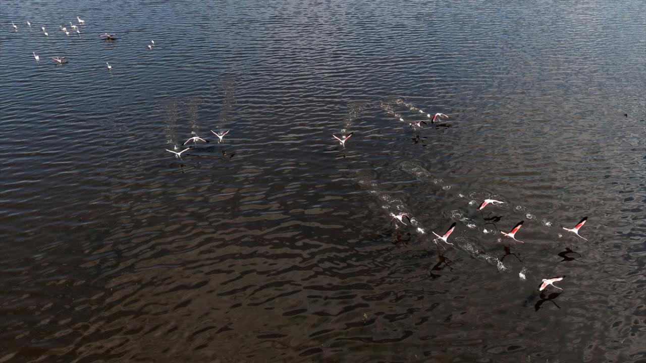 Foto - 5 yıl önce kurumuştu! Yıllar sonra yeniden göçmen kuşları ağırladı