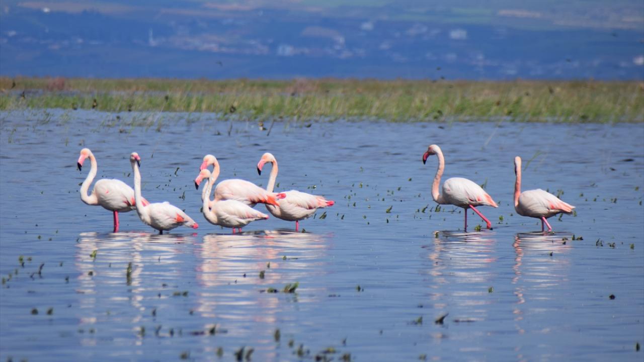5 yıl önce kurumuştu! Yıllar sonra yeniden göçmen kuşları ağırladı