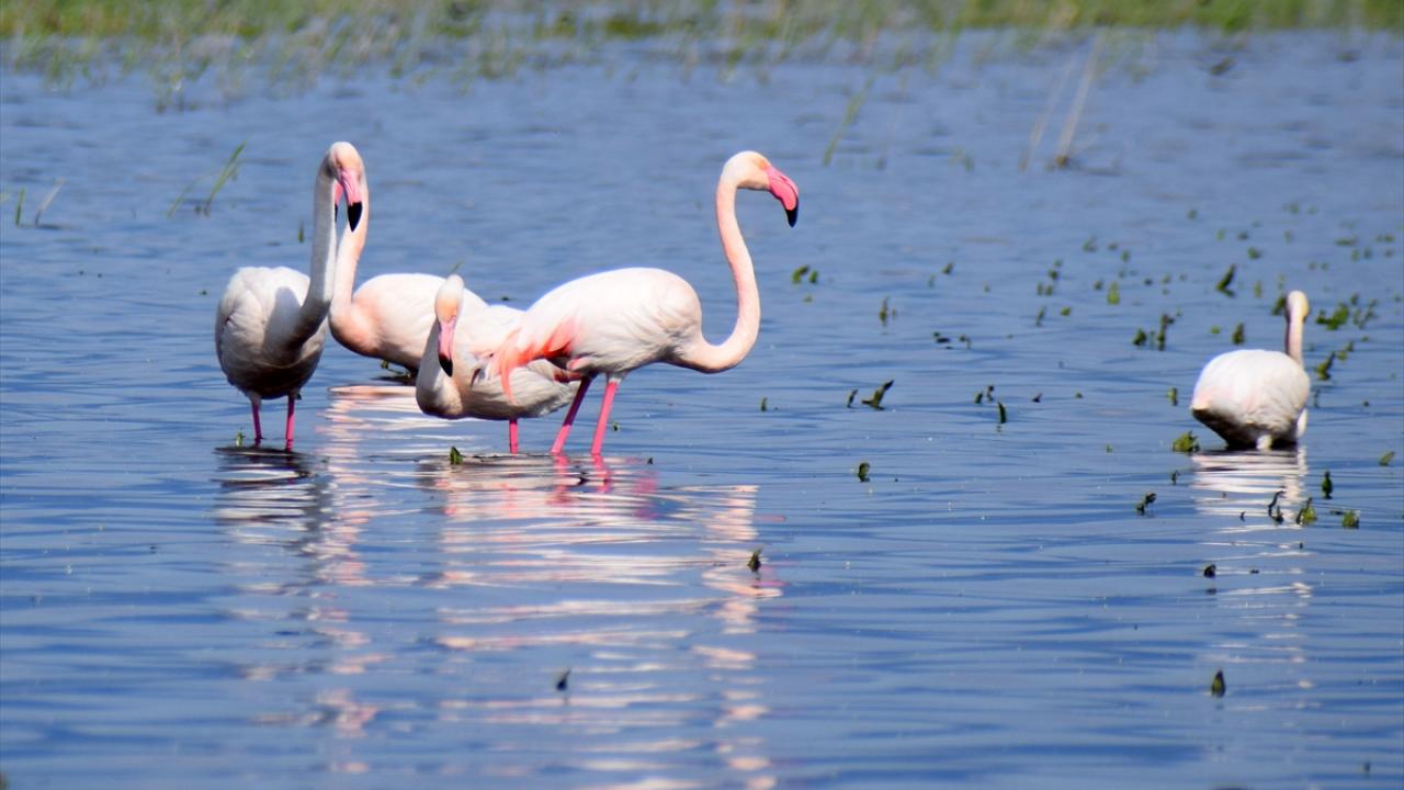 Foto - 5 yıl önce kurumuştu! Yıllar sonra yeniden göçmen kuşları ağırladı
