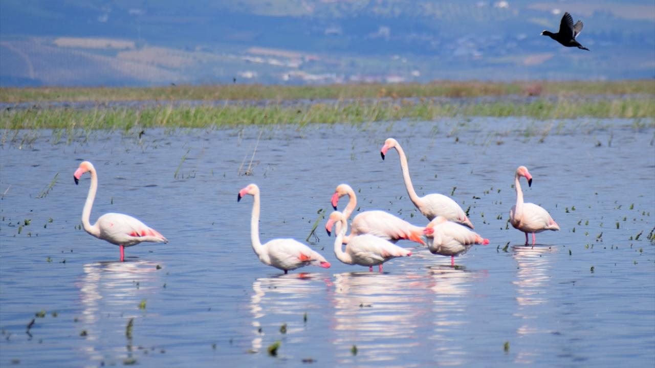 Foto - 5 yıl önce kurumuştu! Yıllar sonra yeniden göçmen kuşları ağırladı